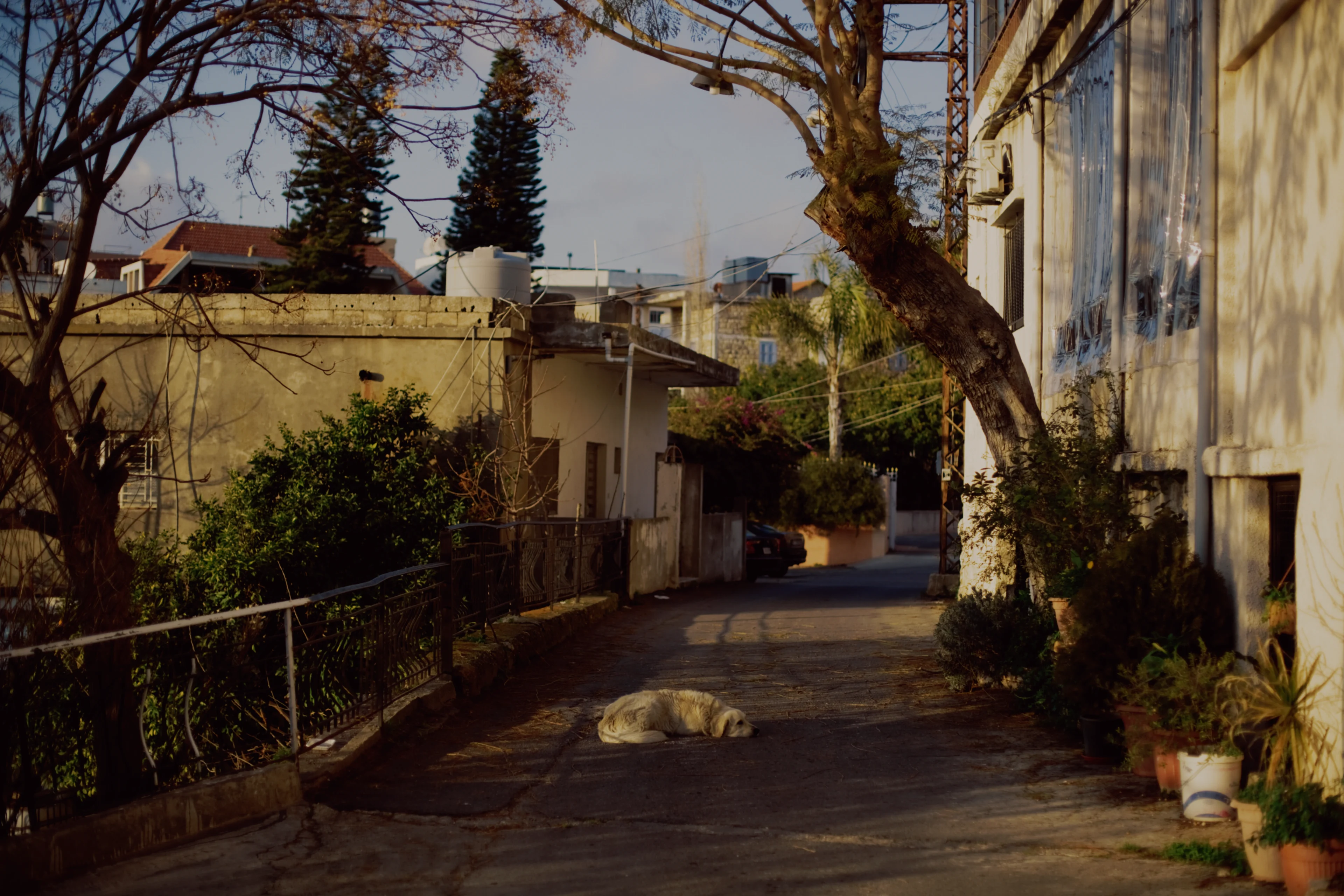 A dog asleep in the middle of a village street in low golden light, developed on Provia 400F