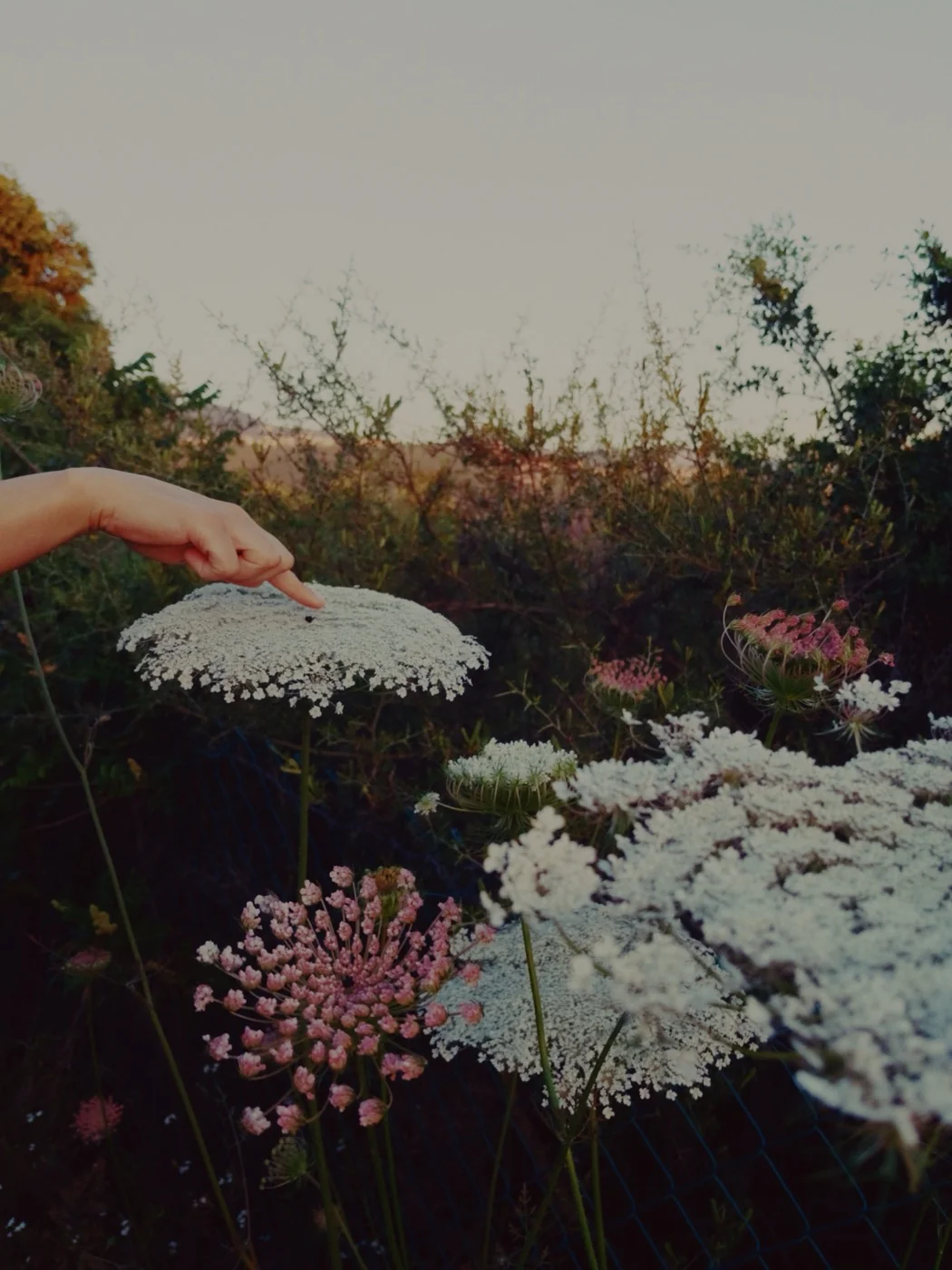 Queen Anne's lace at dusk, developed in Latent the Moment